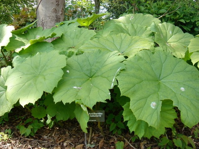Astilboides tabularis